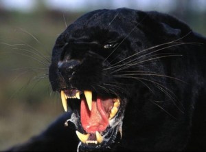 Panthère noire