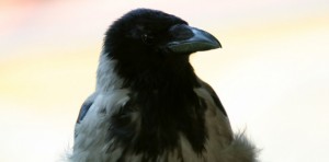 corbeau